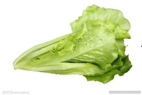 春菜图片,田园风光尽收眼底